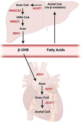 Ketone Body Metabolism in the Ischemic Heart